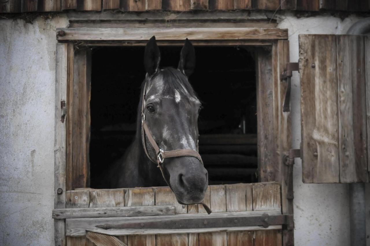 Ferienhof Metzler Bodnegg Dış mekan fotoğraf